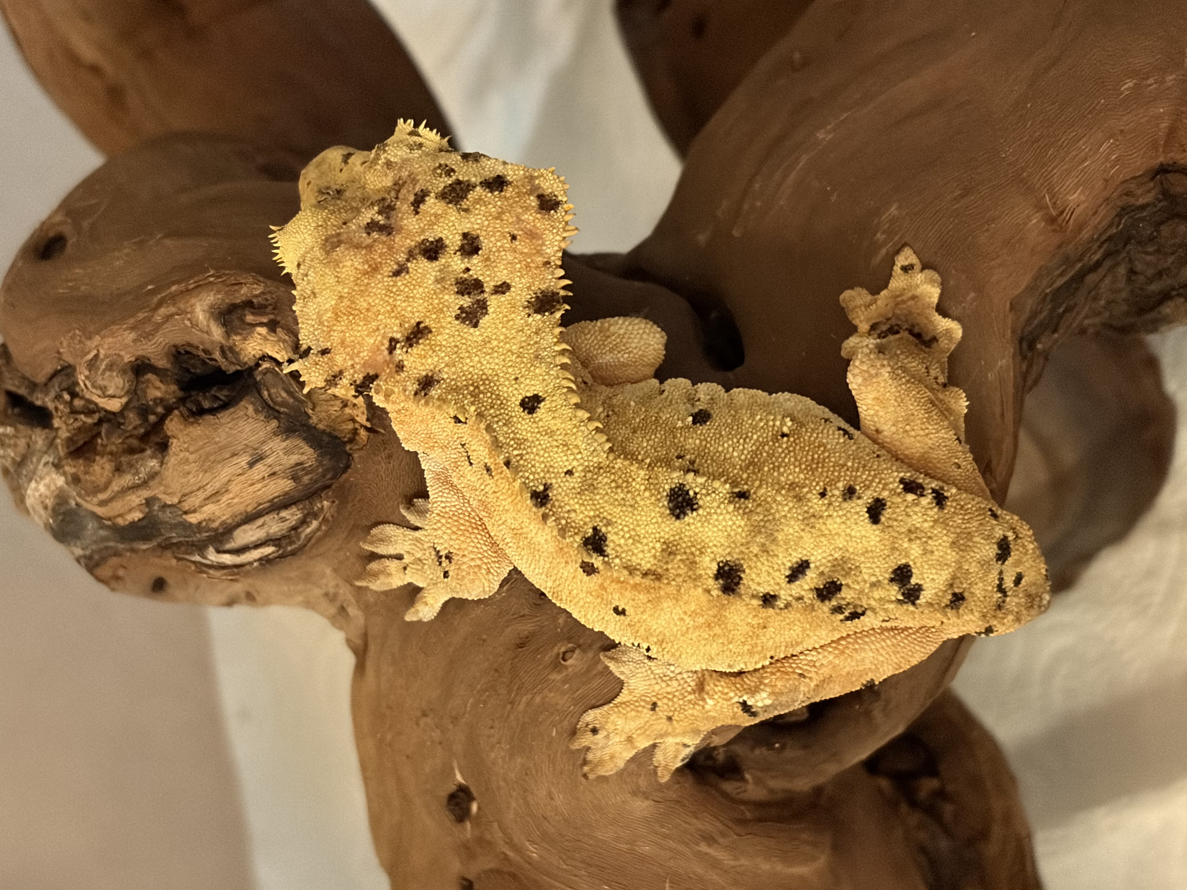 Asta, our super dalmatian female, yellow base with heavy black spotting