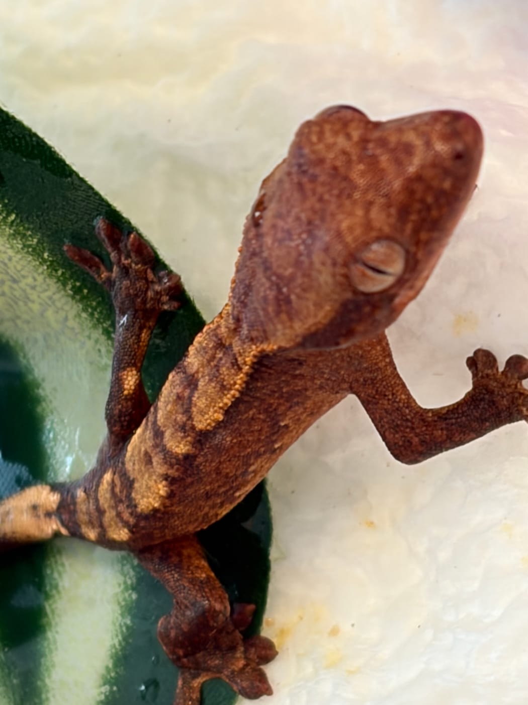 Our first hatchling climbing, its orange-banded tail curled behind it