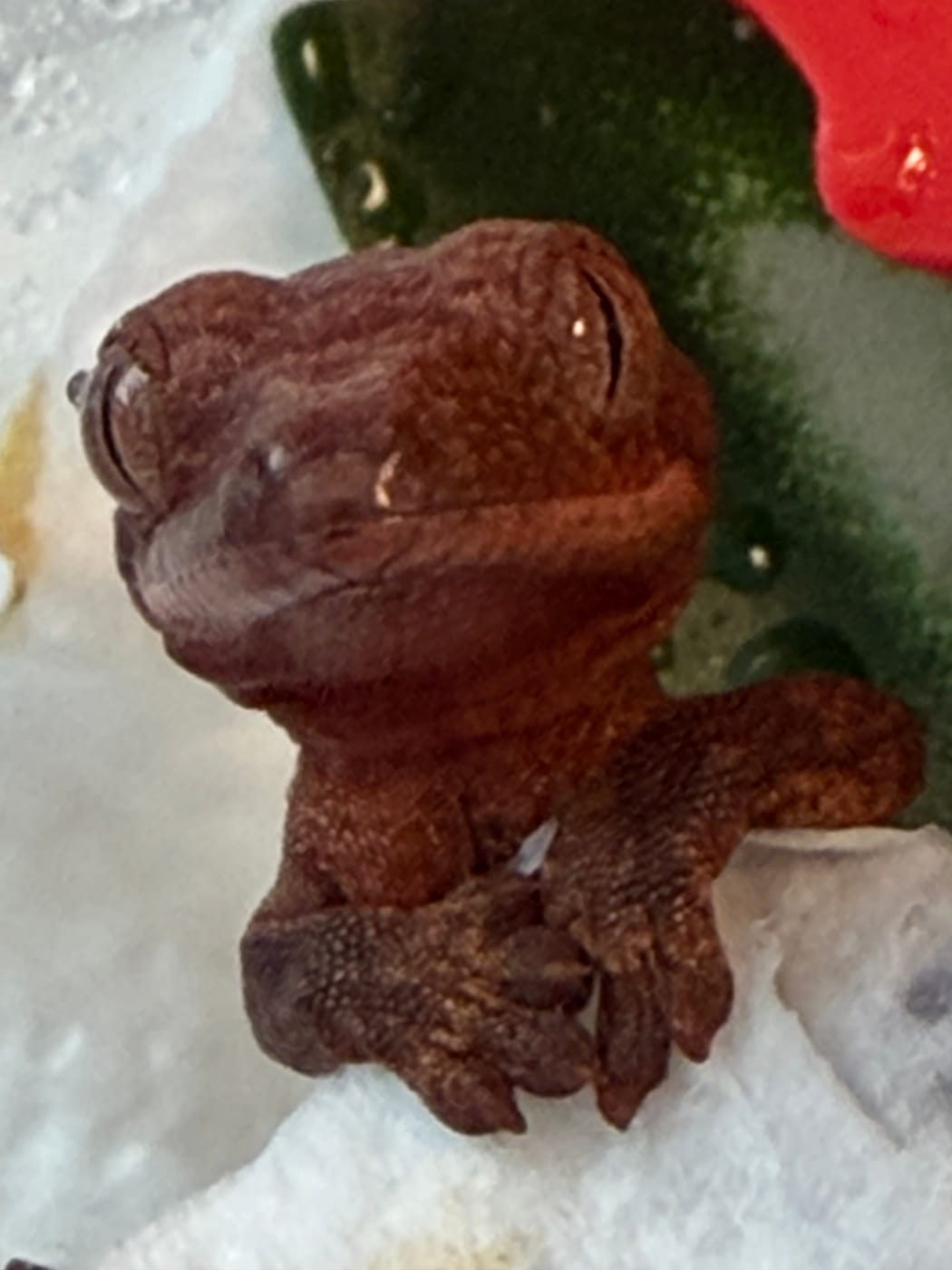 Our first hatchling from above, showing its dark brown head and crest