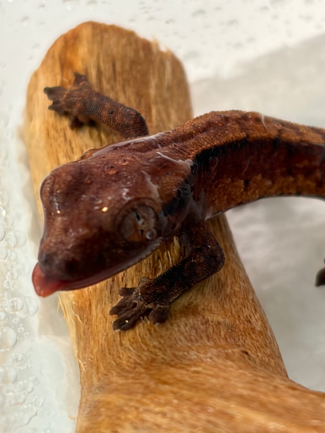 Our second hatchling resting on a piece of cork bark on hatch day