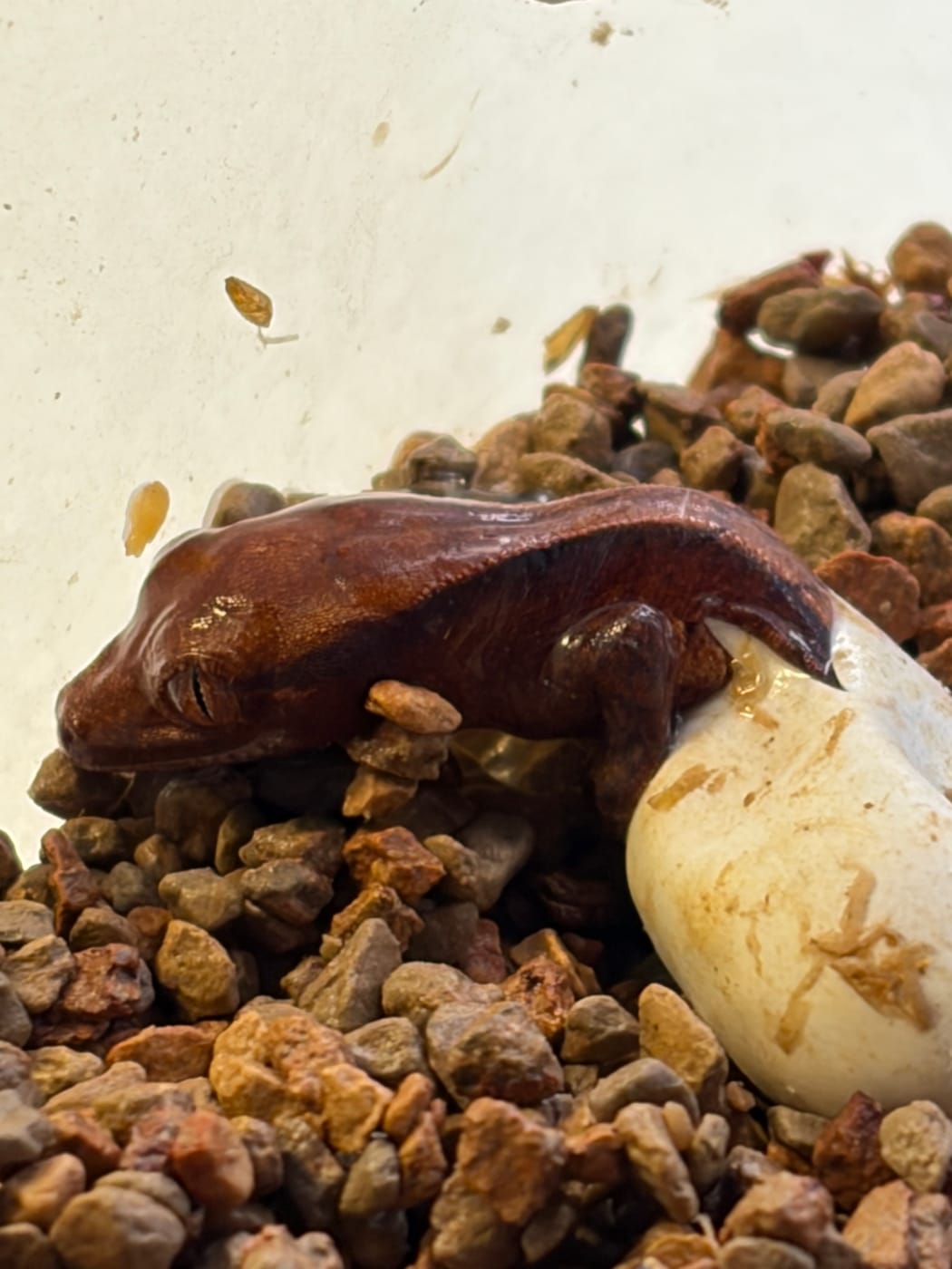 Our second hatchling beside the eggshell it has just come out of