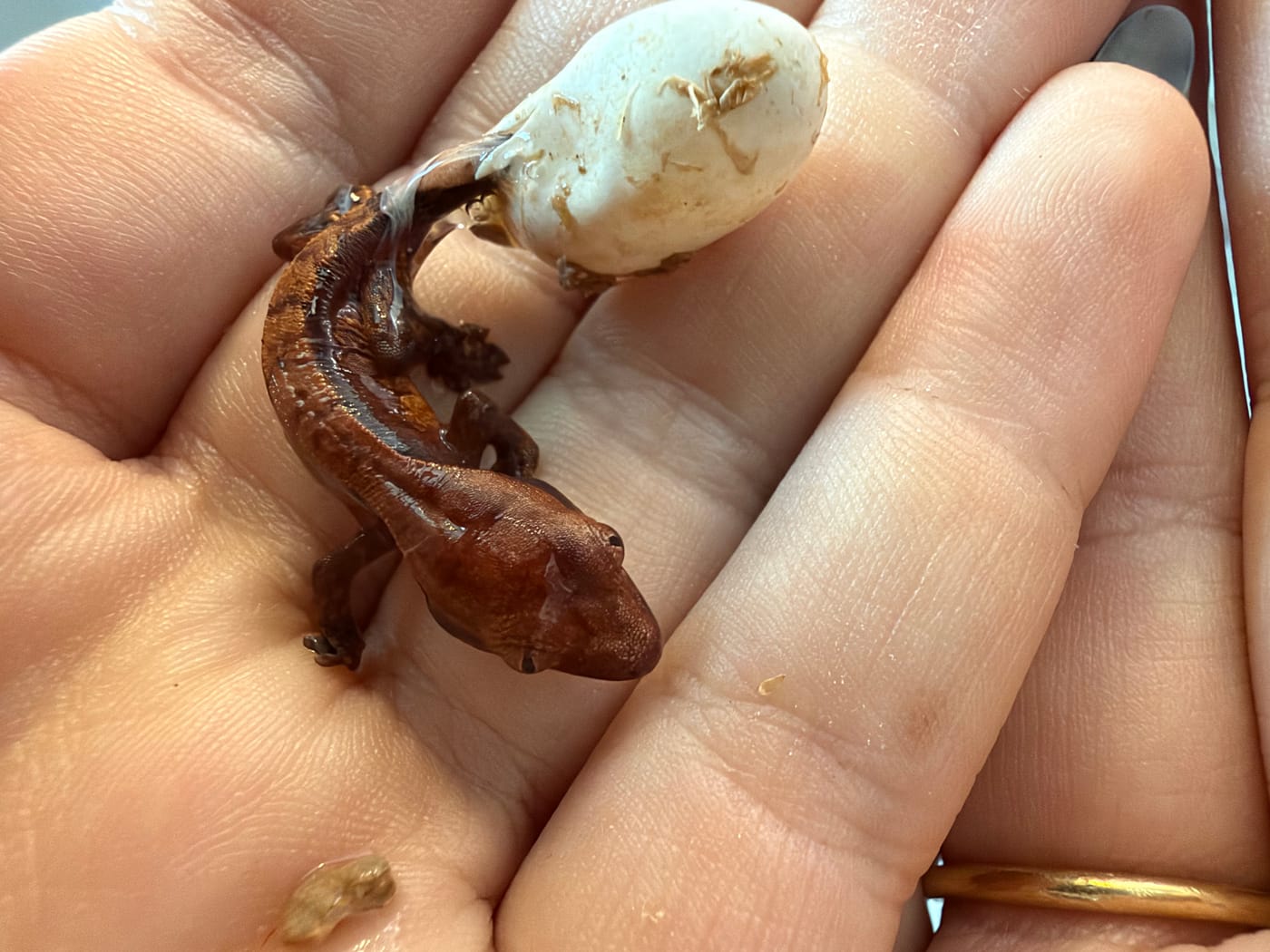 Our second hatchling held gently in a cupped hand, minutes after hatching, with its eggshell