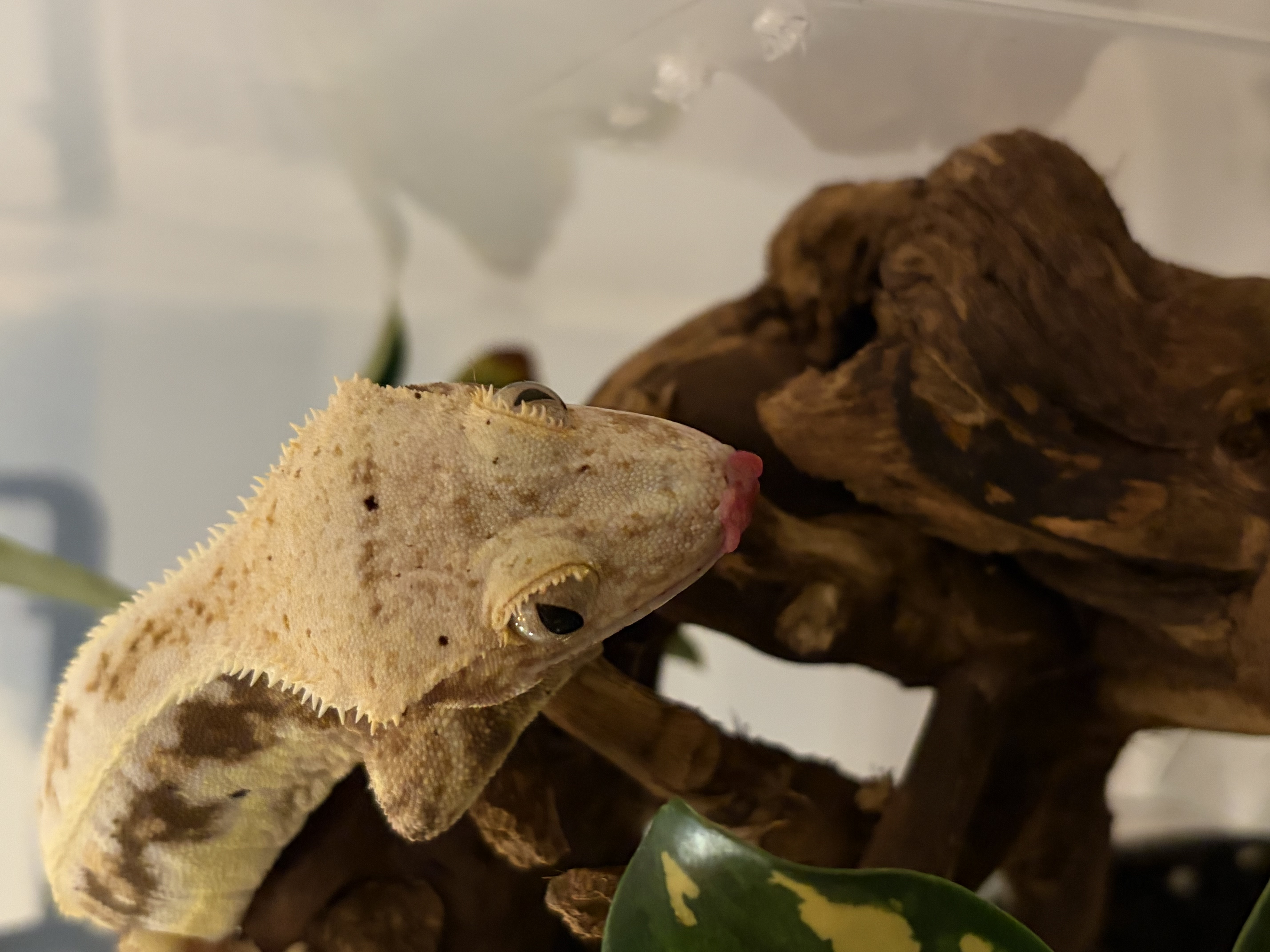 Liva close up, lily white patterning