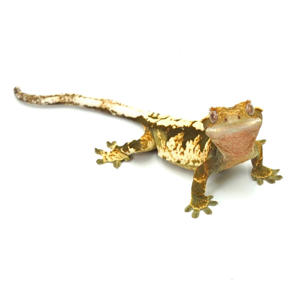 Otto, our founding crested gecko, close up